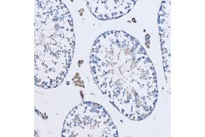 Immunohistochemistry of paraffin-embedded Mouse testis using FD Rabbit pAb (ABIN7267116) at dilution of 1:50 (20x lens). (FAM3D antibody  (AA 24-204))