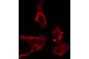 ABIN6274579 staining Hela cells by IF/ICC.