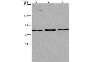 AGO4 antibody