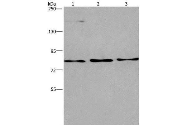 AGO4 antibody