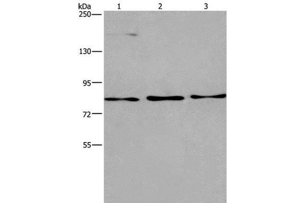 AGO4 antibody