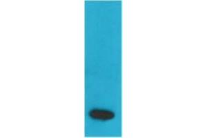 Western blot analysis of Recombinant Human TNF a Protein with TNF α Mouse mAb at 1:2000. (TNF alpha antibody)