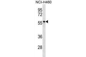 Western Blotting (WB) image for anti-phosphorylated Adaptor For RNA Export (PHAX) antibody (ABIN2996978)