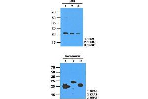 The extracts of 293T(35 ug) were resolved by SDS-PAGE, transferred to PVDF membrane and probed with anti-human RAS (1:50 (RAS antibody  (AA 1-186))