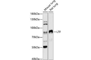 Western blot analysis of extracts of various cell lines, using LTF antibody (ABIN6131498, ABIN6143382, ABIN6143383 and ABIN6216705) at 1:3000 dilution. (Lactoferrin antibody  (AA 500-710))