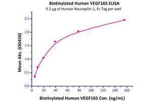 Immobilized Human Neuropilin-1, Fc Tag (Cat # NR1-H5252) at 2 μg/mL (100 μL/well) can bind Biotinylated Human VEGF165 (Cat # VE5-H8210) with a linear range of 5-40 ng/mL. (Neuropilin 1 Protein (NRP1) (AA 22-644) (Fc Tag))