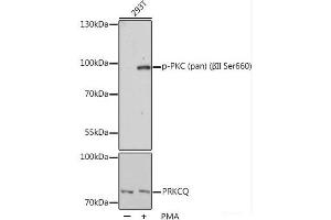 Western blot analysis of extracts of 293T cells using Phospho-PKC (pan) (βII Ser660) Polyclonal Antibody at dilution of 1:1000. (PKC antibody  (pSer660))