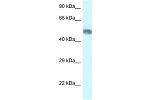 Western Blot showing Wdr8 antibody used at a concentration of 1. (WDR8 antibody  (N-Term))