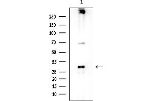 anti-Taste Receptor, Type 2, Member 13 (TAS2R13) (Internal Region) antibody