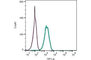 Cell surface detection of TMEM106B by indirect flow cytometry in live intact mouse  microglia cell line: + goat-anti-rabbit-FITC.