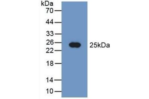 PEBP1 antibody  (AA 2-187)