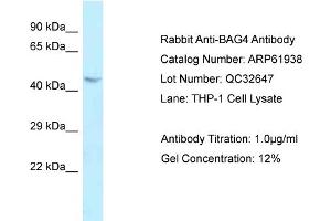 Western Blotting (WB) image for anti-BCL2-Associated Athanogene 4 (BAG4) (C-Term) antibody (ABIN2788953) (BAG4 antibody  (C-Term))
