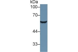 Western blot analysis of Rat Serum, using Mouse AT Antibody (1 µg/ml) and HRP-conjugated Goat Anti-Rabbit antibody ( (SERPINC1 antibody  (AA 33-465))