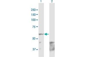 Western Blot analysis of PPAT expression in transfected 293T cell line by PPAT MaxPab polyclonal antibody. (PPAT antibody  (AA 1-517))