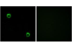 Immunofluorescence (IF) image for anti-Frizzled Family Receptor 2 (FZD2) (AA 201-250) antibody (ABIN2890779) (FZD2 antibody  (AA 201-250))
