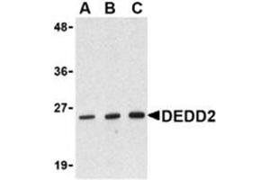 Western blot analysis of DEDD2 in RAW264. (DEDD2 antibody)