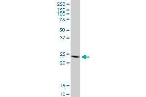 TNFSF18 MaxPab rabbit polyclonal antibody. (TNFSF18 antibody  (AA 1-177))