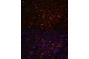 Immunofluorescence analysis of mouse brain using FSTL5 antibody (ABIN7267229) at dilution of 1:100. (FSTL5 antibody  (AA 21-250))