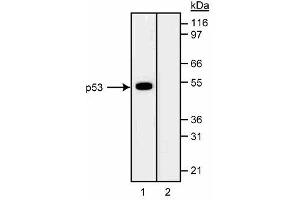 Western blot analysis of p53 in CEM human leukemia cell lysates. (p53 antibody)