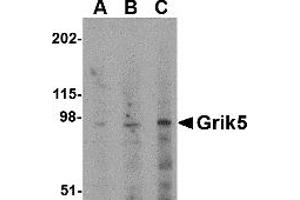 Western Blotting (WB) image for anti-Glutamate Receptor, Ionotropic, Kainate 5 (GRIK5) (C-Term) antibody (ABIN1030423) (GRIK5 antibody  (C-Term))