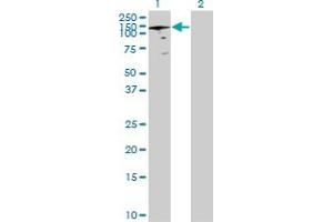 Western Blot analysis of ANAPC2 expression in transfected 293T cell line by ANAPC2 MaxPab polyclonal antibody. (ANAPC2 antibody  (AA 1-822))