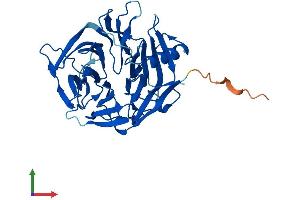 AlphaFold protein structure predicition of Human Recombinant KLHDC9 Protein, UniprotID Q8NEP7
