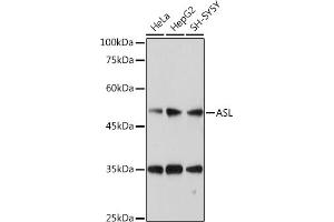 ASL antibody  (AA 1-300)
