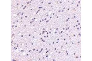 Immunohistochemistry of CAPS2 in human brain with CAPS2 antibody at 5 μg/ml.