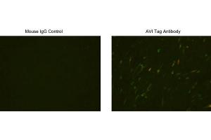 Immunocytochemistry/Immunofluorescence analysis of Avi tagged protein transfeced CHO cells using Avi Tag Antibody, (ABIN1574261) and Mouse IgG Control (ABIN398652). (Avi-Tag antibody)
