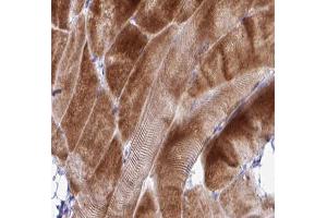 ABIN6266912 at 1/100 staining human skeletal muscle tissue sections by IHC-P. (COX17 antibody  (N-Term))