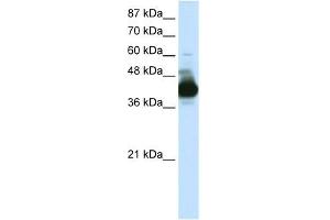 RAE1 antibody used at 0. (RAE1 antibody)