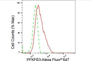 Flow cytometric analysis of PFKFB3 expression in HT- cells using PFKFB3 antibody (ABIN7797431), 1:2,000). (Recombinant PFKFB3 antibody)