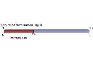 Image no. 3 for anti-Heat Shock 60kDa Protein 1 (Chaperonin) (HSPD1) antibody (ABIN968591) (HSPD1 antibody)