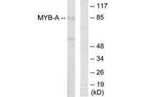 Western Blotting (WB) image for anti-Myb-Like Protein 1 (MYBL1) (AA 231-280) antibody (ABIN2889388) (MYBL1 antibody  (AA 231-280))