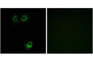 Immunofluorescence analysis of A549 cells, using OR11L1 Antibody. (OR11L1 antibody  (AA 201-250))