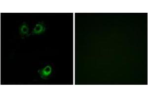 Immunofluorescence analysis of A549 cells, using OR11L1 Antibody. (OR11L1 antibody  (AA 201-250))