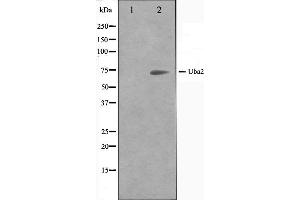 Western blot analysis on 293 cell lysate using Uba2 Antibody. (UBA2 antibody  (C-Term))