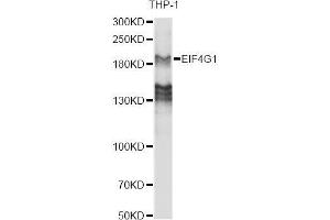 Western blot analysis of extracts of various cell lines, using EIF4G antibody. (EIF4G1 antibody  (AA 400-500))