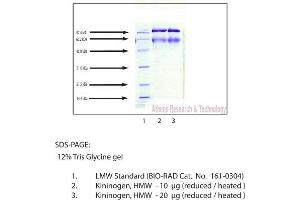 Gel Scan of Kininogen, HMW, Human Plasma  This information is representative of the product ART prepares, but is not lot specific. (Kininogen (HMW) Protein)