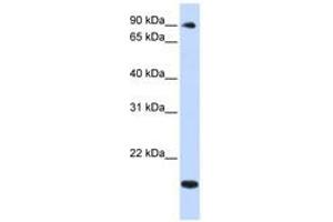 TSR1 antibody  (AA 648-697)