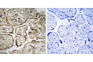 Peptide - +Immunohistochemistry analysis of paraffin-embedded human placenta tissue using CST9L antibody. (CST9L antibody)