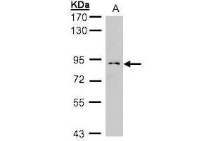 WB Image Sample(30 ug whole cell lysate) A:H1299 7. (GCS1 antibody)