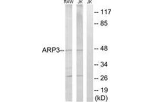 Western blot analysis of extracts from Jurkat/RAW264. (ACTR3 antibody  (AA 369-418))