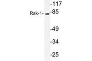 Western blot analysis of Rsk-1 antibody in extracts from 3T3cells. (RPS6KA1 antibody)