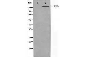 Western blot analysis on A549 cell lysate using EDD Antibody,The lane on the left is treated with the antigen-specific peptide. (UBR5 antibody  (N-Term))
