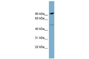 WB Suggested Anti-MARCO  Antibody Titration: 0. (MARCO antibody  (N-Term))