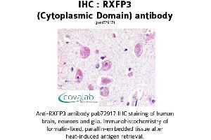 Image no. 1 for anti-Relaxin 3 Receptor 1 (RXFP3) (2nd Cytoplasmic Domain) antibody (ABIN1738988)