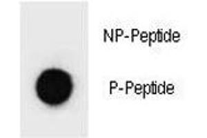 Dot blot analysis of p-PARP1 antibody. (PARP1 antibody  (pSer41))