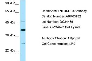 Western Blotting (WB) image for anti-Tumor Necrosis Factor Receptor Superfamily, Member 1B (TNFRSF1B) (N-Term) antibody (ABIN971905) (TNFRSF1B antibody  (N-Term))