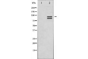 Glycogen Synthase 1 antibody  (C-Term)